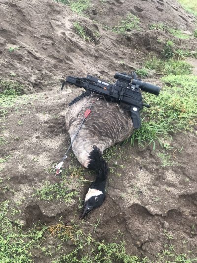 Goose hunted from 17 yards with the mini Striker RD